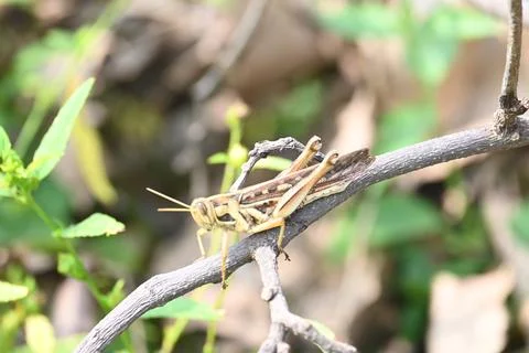 Grasshopper in the field. Stock Photos