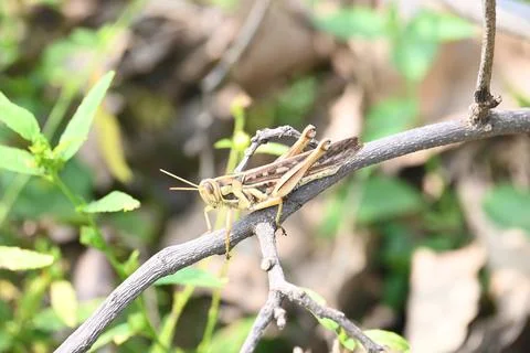 Grasshopper in the field. Stock Photos