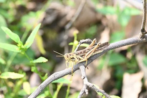 Grasshopper in the field. Stock Photos