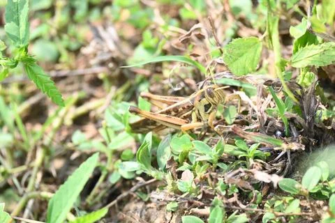 Grasshopper in the field. Stock Photos