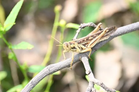 Grasshopper in the field. Stock Photos
