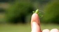 Grasshopper On Finger Stock Footage