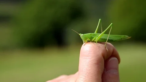 Grasshopper on finger Stock Footage 80388060