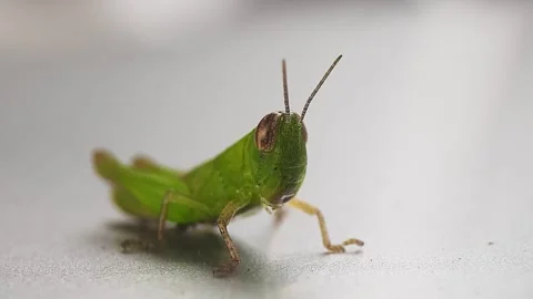 Grasshopper on the floor Stock Footage 327255273