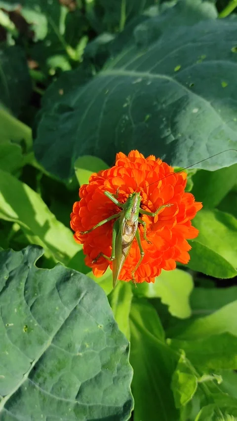 A grasshopper on a flower (1) Stock Footage 278702731