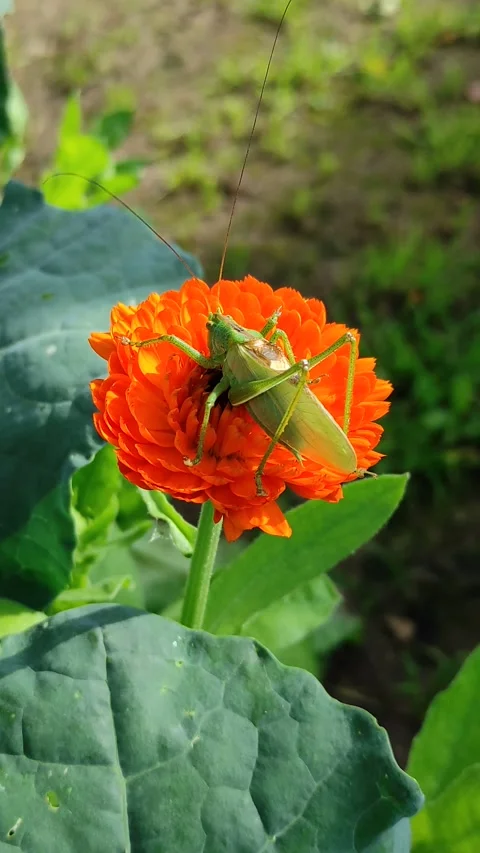 A grasshopper on a flower (2) Stock Footage 278703428