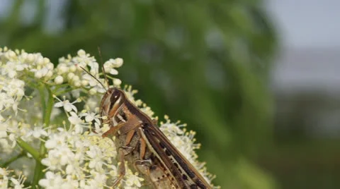 Grasshopper on Flower 240fps Stock Footage