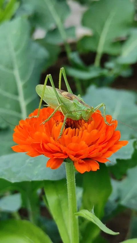 A grasshopper on a flower (3) Stock Footage 278703450