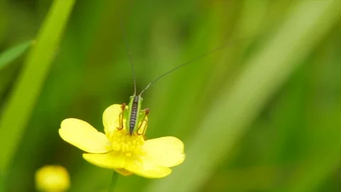 Grasshopper on a flower Stock Footage 76968462