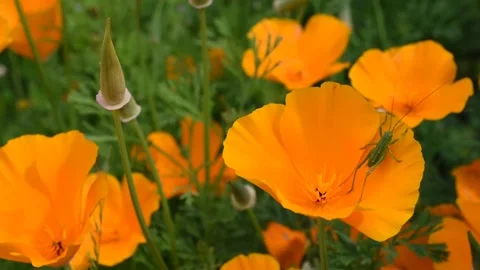 Grasshopper on the flower Stock Footage 154898462