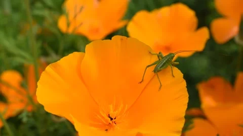 Grasshopper on the flower Stock Footage 154968075