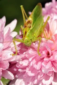 Grasshopper on the flower Stock Photos