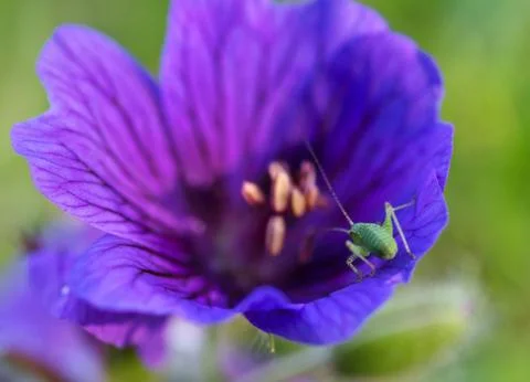 Grasshopper on a flower 스톡 사진