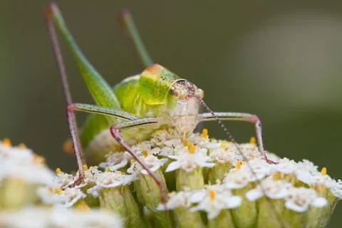 Grasshopper on a flower Stock Photos