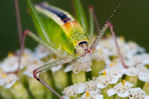 Grasshopper on a flower Stock Photos