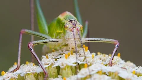 Grasshopper on a flower Stock Photos
