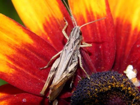Grasshopper on a flower Stock Photos