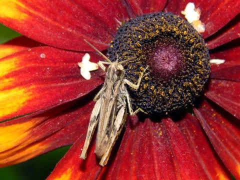 Grasshopper on a flower Stock Photos