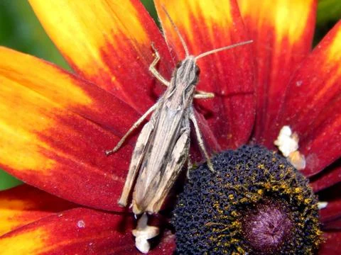 Grasshopper on a flower Stock Photos