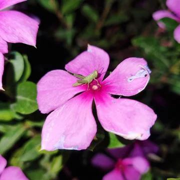 Grasshopper on the flower Stock Photos