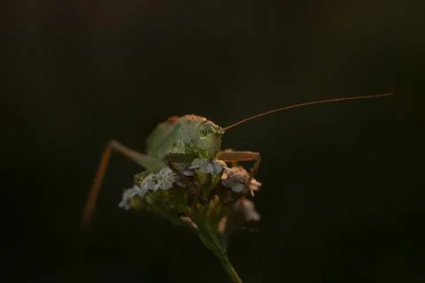 Grasshopper on a flower Stock Photos