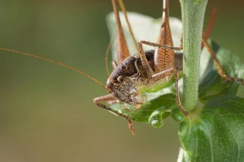 Grasshopper on a flower Stock Photos