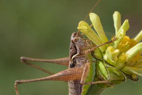 Grasshopper on a flower Stock Photos