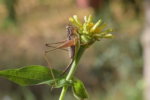 Grasshopper on a flower Stock Photos