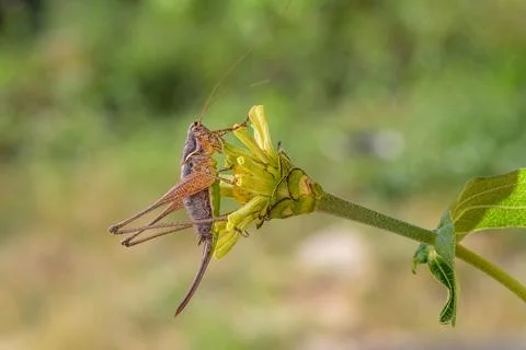 Grasshopper on a flower Stock Photos