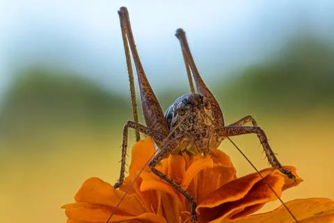 Grasshopper on a flower Stock Photos