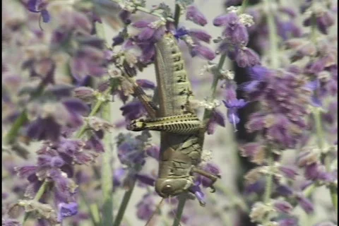Grasshopper on Flowers Stock Footage 297637