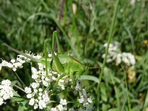 Grasshopper on flowers Stock Photos