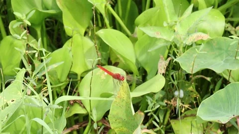 Grasshopper Flying And Sitting on The Grass Stock Footage 153383578