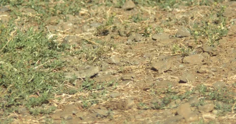 Grasshopper Flying Away Stock Footage 90146913