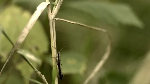 Grasshopper flying of from a plant stem in slow motion 스톡 동영상 81230608