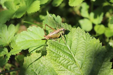 Grasshopper in foliage Stock Photos