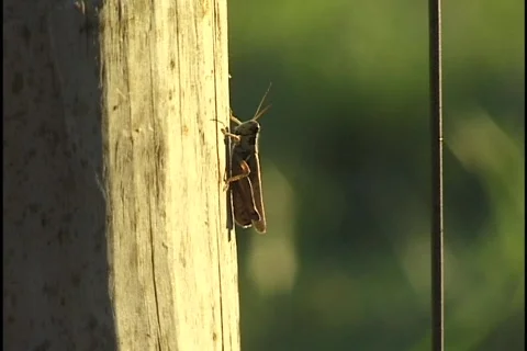 Grasshopper Stock Footage 297640