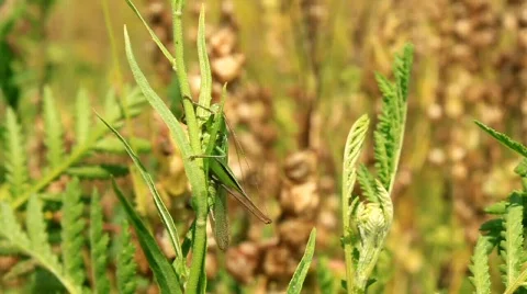 Grasshopper Stock-Footage 490934