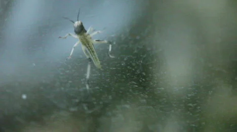 Grasshopper Stock Footage 495431