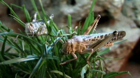 Grasshopper Stock Footage 633049