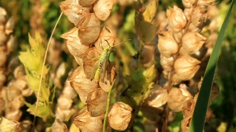 Grasshopper Stock Footage 716227