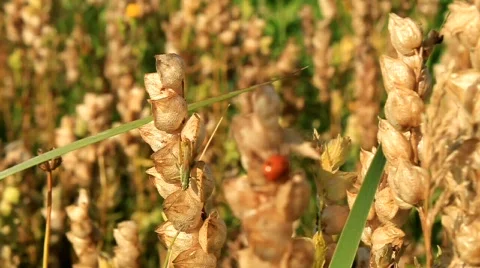 Grasshopper Stock Footage 716277