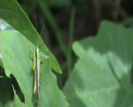 Grasshopper Video stock 782554