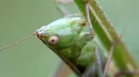 Grasshopper Stock Footage 879162