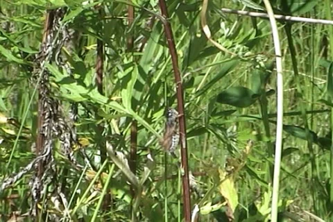 Grasshopper 動画素材 1011750