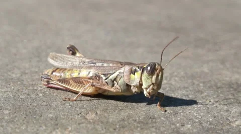 Grasshopper 動画素材 1183232