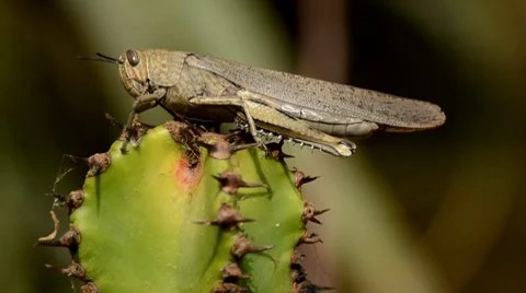 Grasshopper Stock Footage 7133207