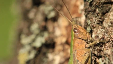 Grasshopper Stock Footage 8601813