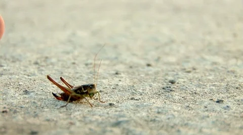 Grasshopper Stock Footage 8795581