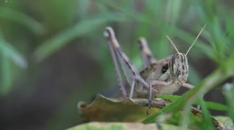 Grasshopper Stock Footage 12327247